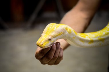 tehlikeli sarı yılan