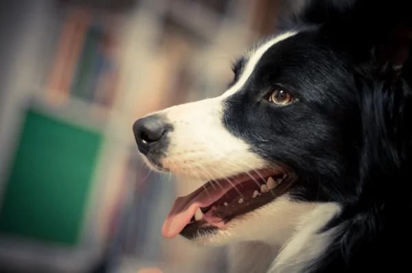 Cane intelligente — Foto Stock