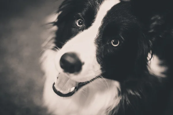 Perro en blanco y negro — Foto de Stock