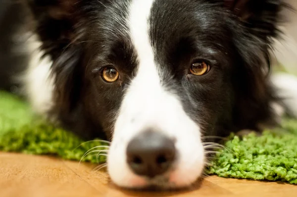 Ritratto di cane — Foto Stock