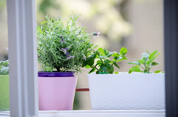 Kräuter am Fenster — Stockfoto