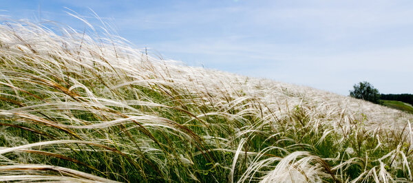 Перьевое травяное поле в ветреный летний день
