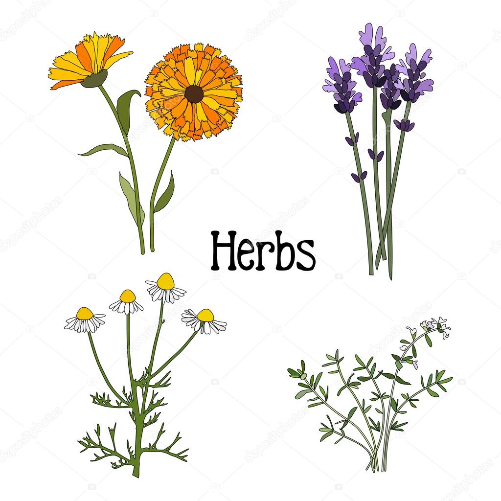 Set of aromatic herbs, isolated vector illustration