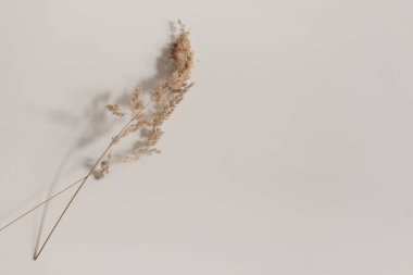 Güzel kuru çim gövdelerine yakın çekim. Festuca bitkisi bej masa arkasında güneş ışığında. Yumuşak, uzun gölgeler. Çiçekli ev dekorasyonu. Doğal web afişi. Tarafsız tasarım. Boş kopyalama alanı.