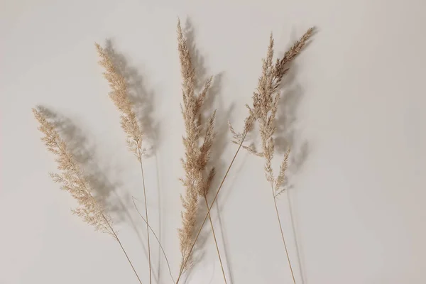 Close-up of beautiful dry grass bouquet. Festuca plant. Botanical texture. Beige wall, table background. Floral decoration. Natural detail. Feminine still life. Autumn, fall composition, web banner. — Stockfoto