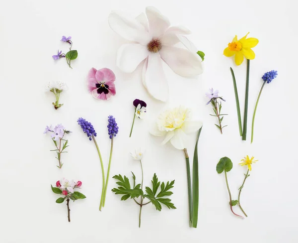 Spring botanical pattern. Floral composition. Magnolia, cherry and apple tree blossoms. Muscari, daffodil, anemone and pansy flowers. Viola, orsay plants isolated on white table background. Flat lay — Stock Photo, Image