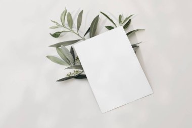 Boş tebrik kartı, çiçek açan yeşil zeytin ağacı yapraklı davetiye sahnesi, güneş ışığında beyaz masa arkaplanında izole edilmiş dal. Işıklar ve gölgeler. Yaz Akdeniz düz yatay, üst manzara.
