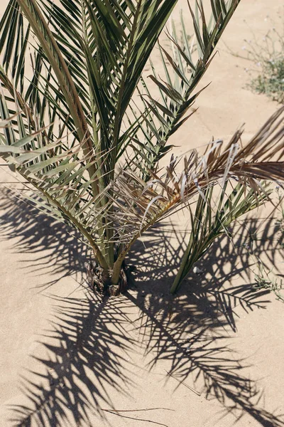 Date palm on golden sandy beach, dune in sunlight. Decorative green leaves texture and shadows. Summer vacation, travel concept. Mediterranean landscape. Natural detail. Vertical.