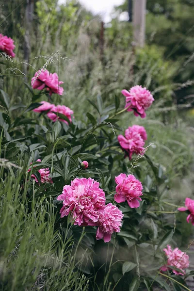 Kvetoucí Růžové Květy Pivoňek Rozmazanou Trávou Levandulí Zelené Zahradě Selektivní — Stock fotografie