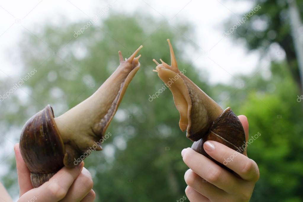 Two big snails in the hands cuddling to each other
