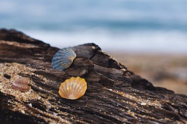 kabukları ahşap güverte
