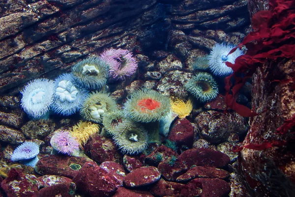 Arrecife de Coral Tropical — Foto de Stock