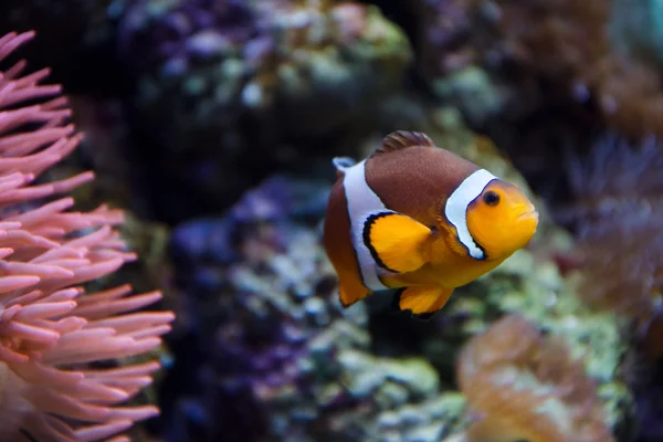 Tropical clownfish swims near coral reef