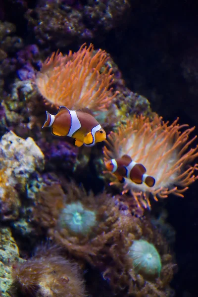 Tropické clownfish plave poblíž korálový útes — Stock fotografie