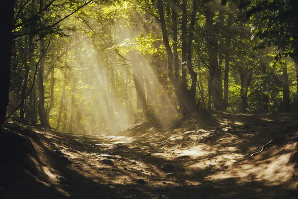 Un camino a través de un bosque mágico. Rayos de sol a través de los árboles — Foto de Stock