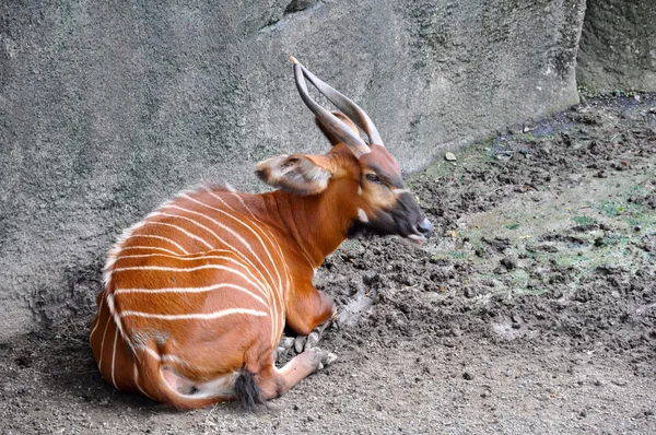 Antilope rousse couchée sur le sol — Photo