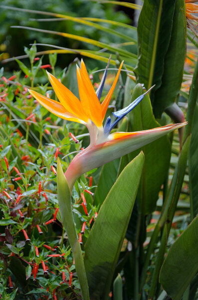 Bright exotic flower