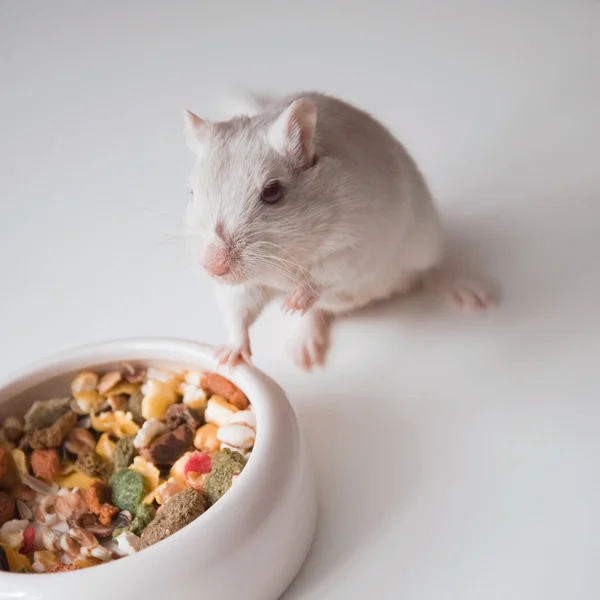 白いマウス (齧歯動物) — ストック写真