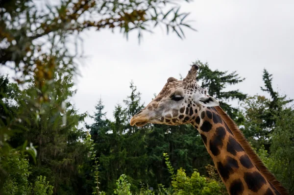 Girafa — Fotografia de Stock