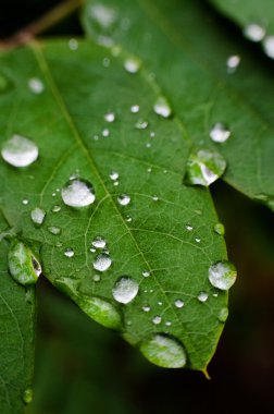 Leaf with rain droplets. Selective focus