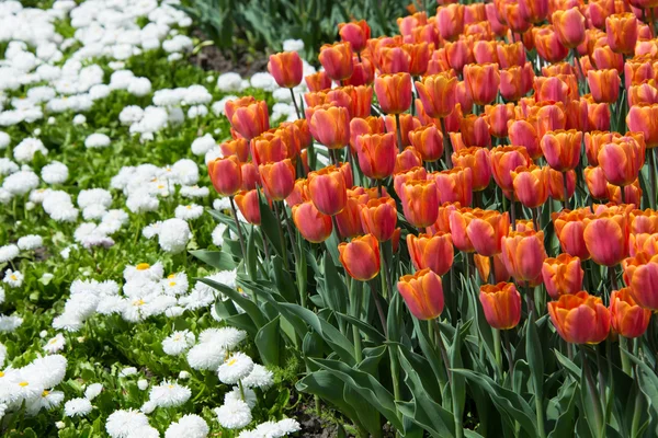 Flower beds with tulips — Stock Photo, Image