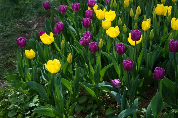 Flower bed with tulips — Stock Photo, Image