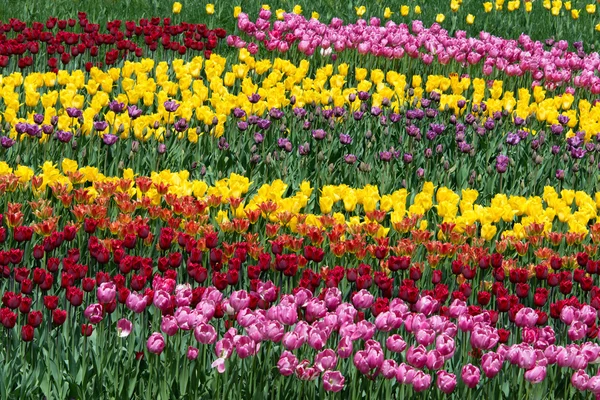 Tulip field — Stock Photo, Image