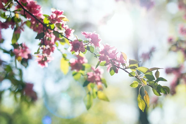 Fleurs de printemps, foyer sélectif — Photo