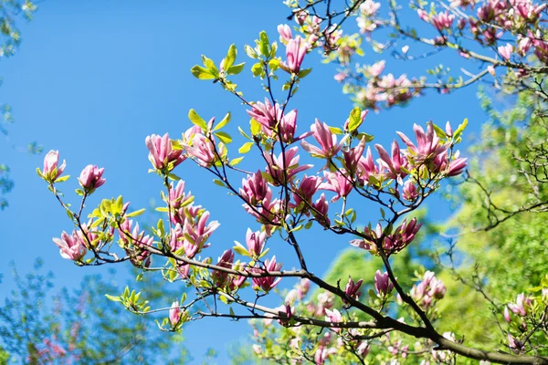 Branche Magnolia — Photo