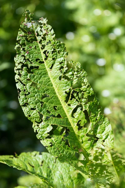 Hoja enferma —  Fotos de Stock