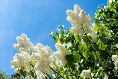 çiçek açan leylaklar şubeleri