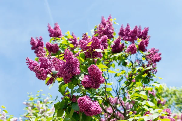 Arbusto en forma de corazón de lilas florecientes — Foto de Stock