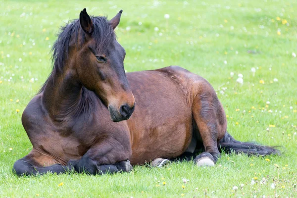 Cavalo deitado no prado — Fotografia de Stock