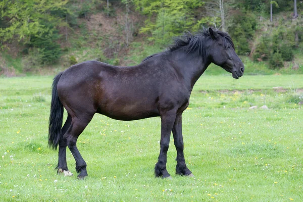 Caballo en el prado — Foto de Stock