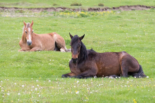 Dois cavalos deitados no prado — Fotografia de Stock