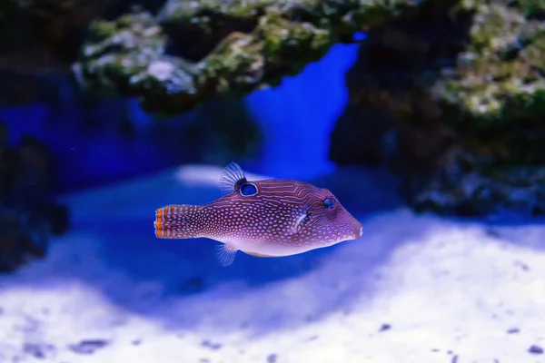 Peixes tropicais nadam perto do recife de coral — Fotografia de Stock
