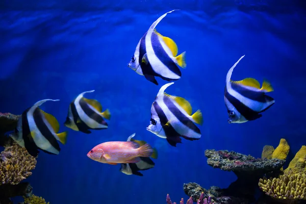 Tropické ryby plavat v blízkosti korálového útesu — Stock fotografie