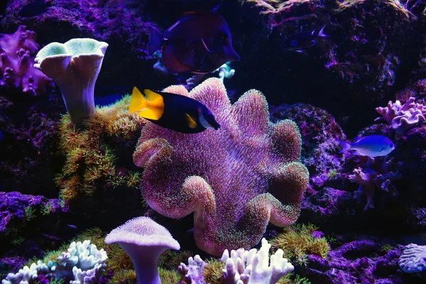 Tropické ryby plavat v blízkosti korálového útesu — Stock fotografie