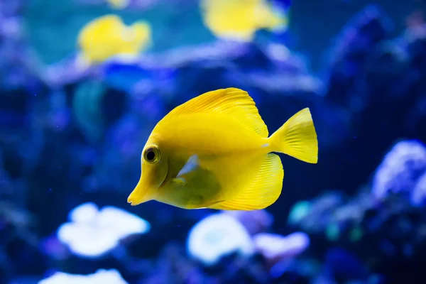 Tropikalna ryba pływa w pobliżu rafy koralowej — Zdjęcie stockowe