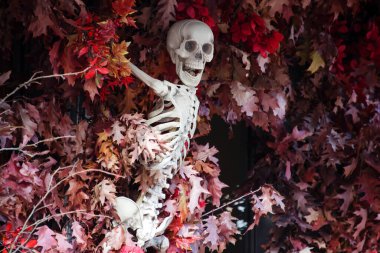 Ürkütücü iskelet, vitrin dekorasyonu. Ürkütücü Cadılar Bayramı sokak dekoru. Şeker mi şaka mı? Cadılar bayramın kutlu olsun. Agresif insan iskelet oyuncağı herkesi korkutur. Cadılar Bayramı konsepti.