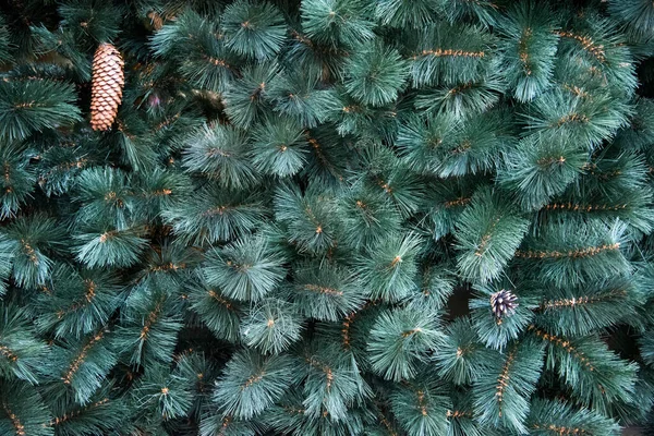 Tekstuuri seinään koristeltu vihreä mänty kuusen oksat, kuusen käpyjä, joulukoristeita tausta. Kuusen ikivihreä rakenne. — kuvapankkivalokuva