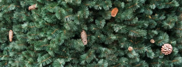 Textura de parede decorada com ramos de abeto de pinheiro verde, cones de abeto, fundo de decorações de Natal. Textura perene de abeto. — Fotografia de Stock