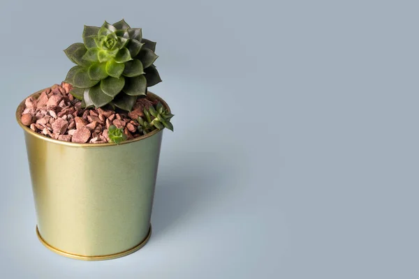 Mini Succulent Golden Flowerpot Grey Background Cactus Pot Space Text — Stock Fotó