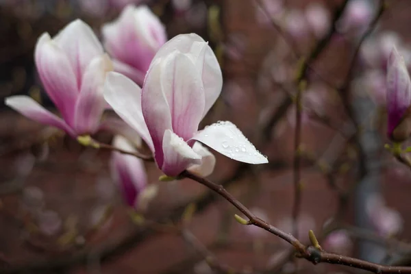 Magnolia blooming branch. Pink magnolia flowers closeup — Fotografia de Stock