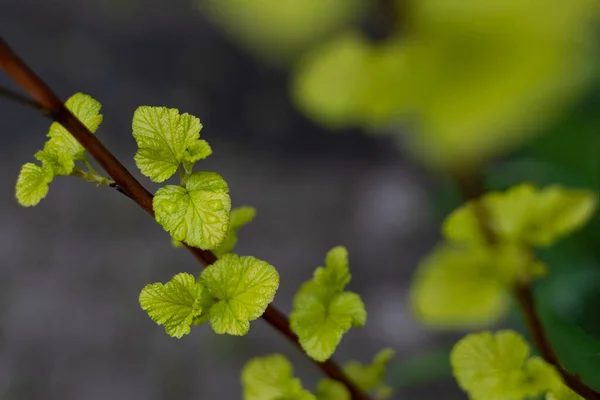 Spring leaves on a bush at the beginning of the spring season, first green spring leaves with a blurry background — Photo