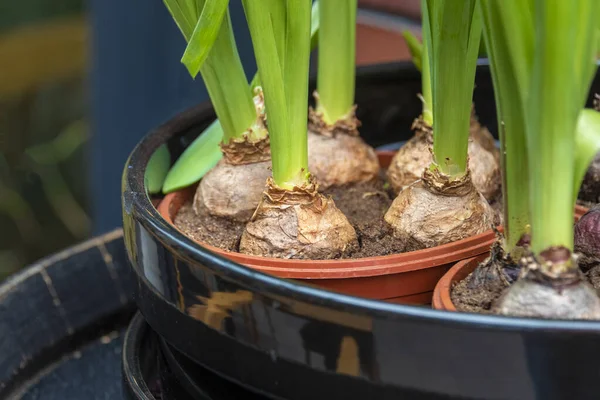 Tencerede bahar çiçeği soğanları. Çiçek pazarı, bahçe işleri, sera, ev bitkileri..