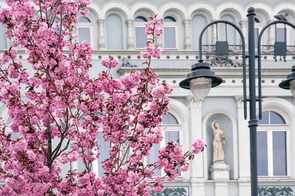 Kwitnące Drzewo Sakura Zamazanym Posągiem Klasycznym Budynkiem Architektury Tle Wiosna — Zdjęcie stockowe