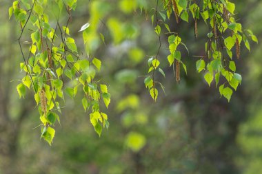 Yeşil huş yaprakları dallar, yeşil, doğa bahar arkaplanı.