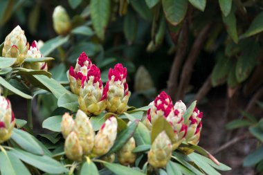 Rhododendron ya da Rosebay yaprakları ve tomurcukları bahar bahçesinde açılmaya hazır, yakın çekim. Ericaceae Evergreen çalısı, zehirli yapraklar. Azalea, dekoratif çalılar.