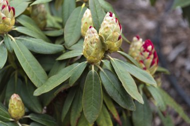 Rhododendron ya da Rosebay yaprakları ve tomurcukları bahar bahçesinde açılmaya hazır, yakın çekim. Ericaceae Evergreen çalısı, zehirli yapraklar. Azalea, dekoratif çalılar.